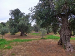 Ostuni - Puglia