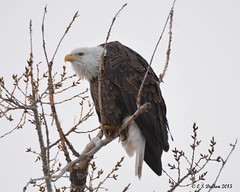 December 25, 2015 - A Bald Eagle weathers the cold in Thornton. (Ed Dalton)
