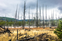 Acidic steam killing trees; Yellowstone NP