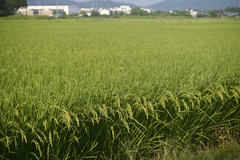 Anglų lietuvių žodynas. Žodis rice grass reiškia ryžių žolės lietuviškai.