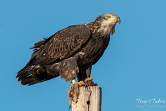 Bald Eagle keeps watch while eating
