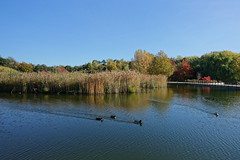 Lacs Supérieurs @ Parc Georges Valbon @ Saint-Denis