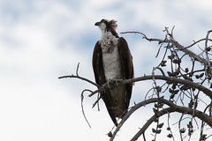 Posing female Osprey