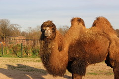 Anglų lietuvių žodynas. Žodis camels reiškia kupranugariai lietuviškai.