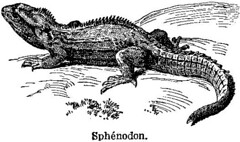 Anglų lietuvių žodynas. Žodis sphenodon reiškia <li>sphenodon</li> lietuviškai.