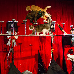 The Amazing Acro-Cats. Photo by Elsa Hahne.