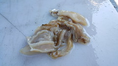 Prized razor clam meat