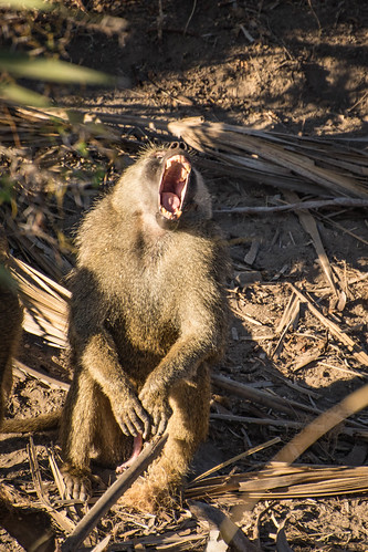 Yawning baboon. • <a style="font-size:0.8em;" href="http://www.flickr.com/photos/96277117@N00/21701829190/" target="_blank">View on Flickr</a>