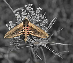 Moths Pegwell Bay