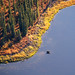 Moose in the Kobuk River