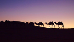 Camels in the Sahara