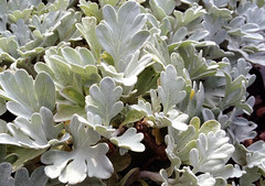 Artemisia stelleriana 'Boughton Silver'