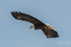 Bald Eagle launches, snaps off branch - Sequence - 12 of 13