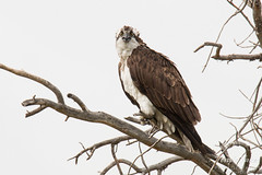 Female Osprey stares down the photographer