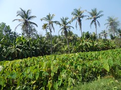 Villages Near Calicut Kerala Photography By CHINMAYA M (59)