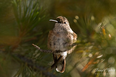 Hummingbird fluffs up against the early morning cold