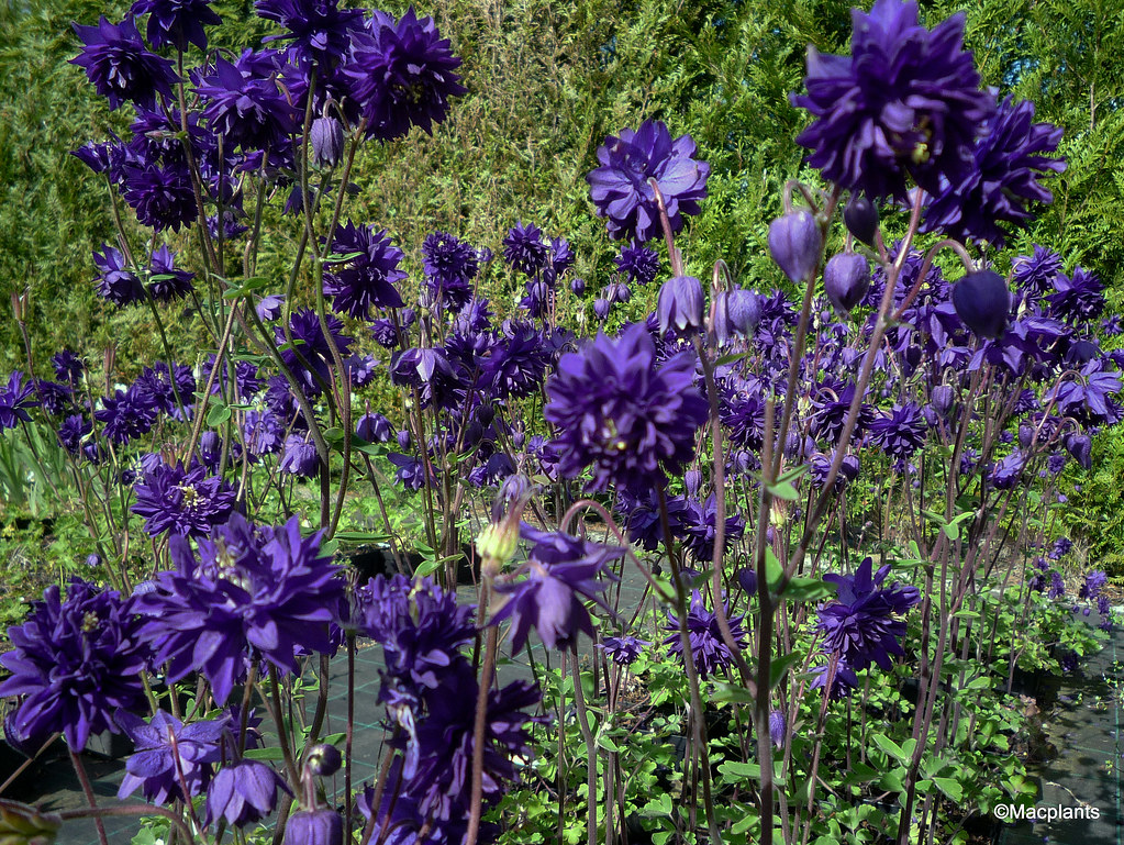 Aquilegia vulgaris var. stellata 'Blue Barlow'