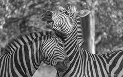 Horsin' Around - Burchell's Zebra