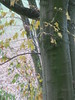 Berg-Ahorn, Herbst in Exter , NGIDn109575522