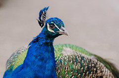 Anglų lietuvių žodynas. Žodis peacock blue reiškia Povas mėlynas lietuviškai.