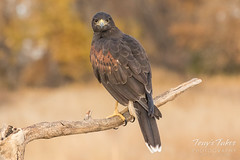 A watchful Harris's Hawk
