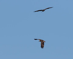 Two ospreys in flight over Noah's!