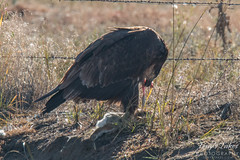 Juvenile Bald Eagle dines on rabbit for breakfast