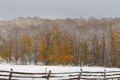 Snow Knocking Off Fall Foliage • <a style="font-size:0.8em;" href="http://www.flickr.com/photos/65051383@N05/22266127766/" target="_blank">View on Flickr</a>