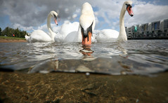 Urban Mute Swan, Bristol, Ian Wade