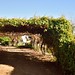 Die Mas vineyard, Wine Route, Upington, Northern Cape, South Africa