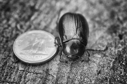 Beetle and Dime  BW RedRock _2015_08_08_17-33-29_DSC_4629_©LindsayBerger2015
