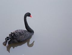 Anglų lietuvių žodynas. Žodis black swan reiškia juodoji gulbė lietuviškai.