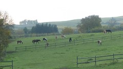 Pferde bei Groß-Winternheim