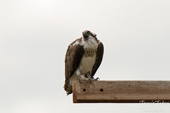 Female Osprey gets vocal