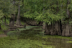 Swamp Jam