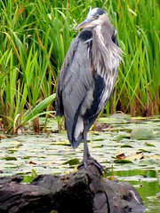Great Blue Heron