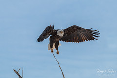 Bald Eagle launches, snaps off branch - Sequence - 2 of 13