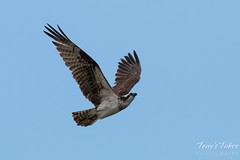 Female Osprey flies by