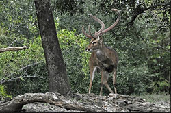 Texas Trophy Hunting - Brownwood 36