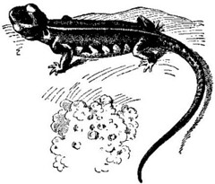 Anglų lietuvių žodynas. Žodis salamandrine reiškia salamandrinas lietuviškai.