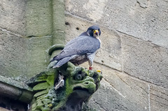 Peregrine Falcon on a Church Tower