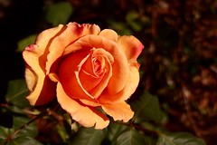 Tahitian Sunset rose • <a style="font-size:0.8em;" href="http://www.flickr.com/photos/34843984@N07/31406803526/" target="_blank">View on Flickr</a>