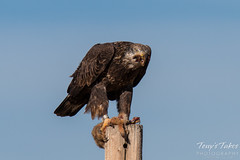 Bald Eagle devours Prairie Dog leg - 6 of 10