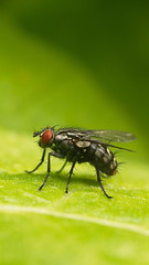 Flesh Fly (Sarcophaga carnaria)             ...HFDF!