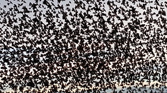 December 5, 2015 - A mass of blackbirds blocks the sky. (David Canfield)