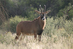 Texas Trophy Hunting - Brownwood roan 44
