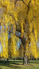Anglų lietuvių žodynas. Žodis weeping willow reiškia verkia gluosniai lietuviškai.