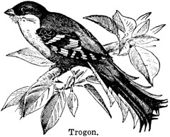 Anglų lietuvių žodynas. Žodis trogon reiškia trogonas lietuviškai.