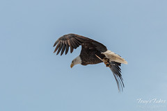Bald Eagle launches, snaps off branch - Sequence - 13 of 13