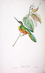 Anglų lietuvių žodynas. Žodis galbulus reiškia <li>galbulus</li> lietuviškai.